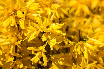 forsizia, Lilla d'oro, campane d'oro, arbusto, fioritura, giallo, giardino, arbusto ornamentale, mare di fiori, fiori di forsizia, primavera