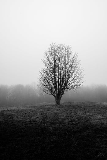 single, tree, nature, sky, branches, field, horizon, lonely, clouds, park, countryside