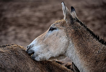turkmenian kulan, turkmenský divoký osel, turkmenský onager, transkaspický divoký osel, onager, kulan, ohroženy, koňský, divoký osel, osel, divoký prdel