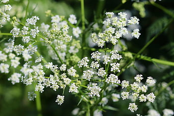 eng Chervil, kørvel, anthriscus sylvestris, eng plante, Umbelliferer, doldengewaechs, eng urter, tæt på, spids blomst, urt, hestekummen