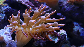 White Sea Anemone, reef aquarium, marine life, bright sea anemone, corals, underwater photography, aquarium photography, marine photography, sea anemone close-up, reef tank, marine themes