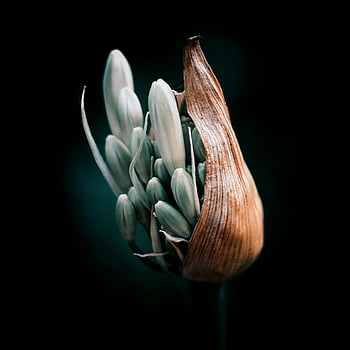 agapanthus květina, detailní fotografie, bílá květina, Podrobné makro, Kvetoucí agapanthus, Jemná textura, zářivé barvy, květinové fotografie, Makro zachycení, Agapanthus Bloom, Květinové detaily