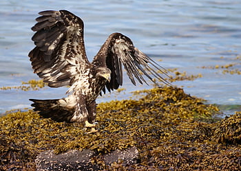 bald Eagle, immature, bird, raptor, wildlife, predator, flying, juvenile, nature, wings, majestic