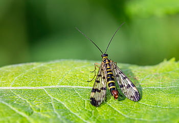 scorpionfly, hmyz, panorpa communis, list, křídla, tráva, volně žijících živočichů, Příroda, detailní, ošklivost, létat