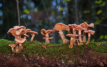 mushrooms, disc Fungus, fungus, nature, fungi, moss, forest, forest Mushrooms, mushroom Collection