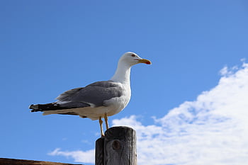 racek, pták, zvíře, peří, zobák, Příroda, volně žijících živočichů, ptačí, ornitologie, pláž, moře