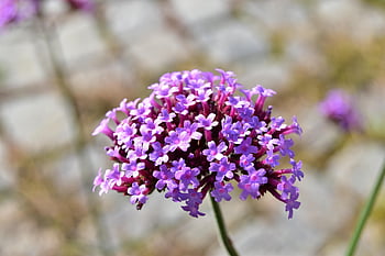 pláž lilac, moře levandule, krásné květiny, květiny, květinek, fialové květy, květ, malé květy, květinové pozadí, flóra, pěstování květin