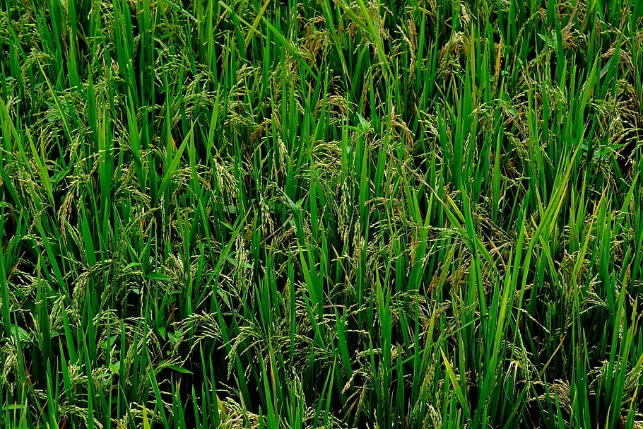 rýžové pole, rýže farma, sklizeň, hospodařit, Příroda, zemědělství, zeleniny, neloupaný