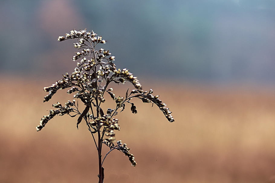 semena, panicle, Příroda, stonek, rostlin, podzim