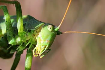 saranče, makro fotografie, viridissima, hmyz, entomologie, zblízka, zelený hmyz, makro