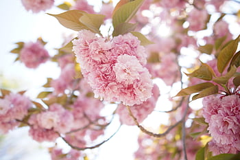 cherry Blossoms, flowers, beautiful Flowers, spring, flower Background, yae Sakura, flower Wallpaper, flower, nature, pink