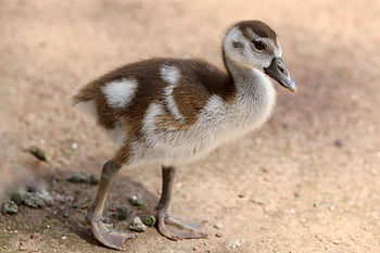 nilganskin, chick, egyptian Goose, water Bird, wild Goose, fluff, fluffy, offspring, wildlife, nature