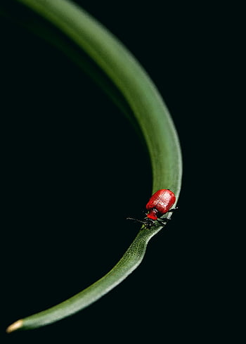 red lily beetle, Lilioceris lilii, small red beetle, green leaf, black background, close-up, insect, nature, macro photography, red beetle, green grass