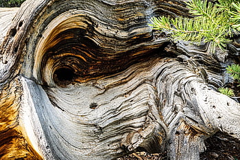 árbol, ladrar, madera, Iniciar sesión, el maletero, bosque, naturaleza, modelo, textura, arboles