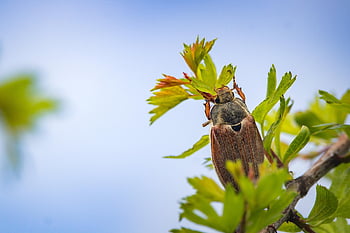 Maybug, chroust, smět, brouk, hmyz, Chyba, zblízka, jaro, Příroda, větev, zvíře