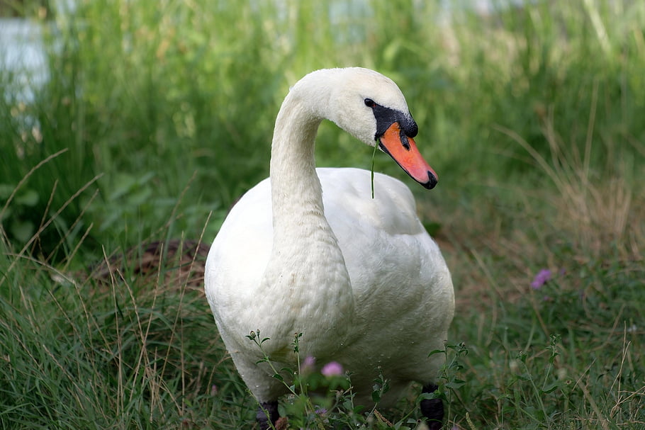 uccello, Oca, becco, piume, in piedi, all'aperto, erba, natura, fauna