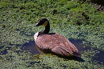 goose, canada Goose, branta Canadensis, nature, bird, animal, wildlife, uk, large, pond, green