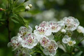 hawthorn, flowers, plant, petals, crataegus, bloom, wildlife, nature, closeup, spring, bush