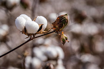 coltivazione del cotone, capsula di cotone, campo di cotone, immagine dettagliata, sfondo sfocato, pianta di cotone, ramo di cotone, coltura del cotone, raccolta del cotone, Close-up di cotone