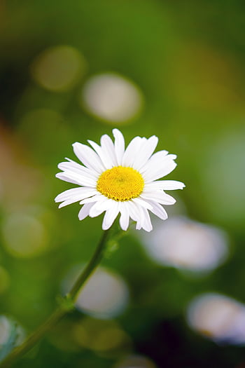 daisy, flower, blossom, bloom, marguerite, white Flower, white Daisy, petals, beautiful Flowers, white Petals, flora