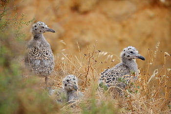 chicks, seagull, birds, gull, baby Seagull, young Birds, animals, wildlife, plumage, fluffy, nest