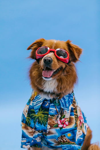 dog wearing sunglasses, adorable dog, tropical shirt, blue background, cute dog, sunglasses, tropical outfit, dog fashion, pet style, summer dog, beach dog