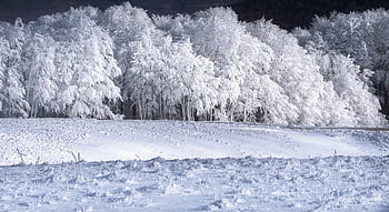 winter, snow, cold, nature, landscape, white, frost, trees, frozen, sunrise, snowflake