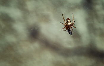 spider, spiderweb, canvas, insect, cobwebs, trap, araneus, arachnid, phobia, invertebrates, scary