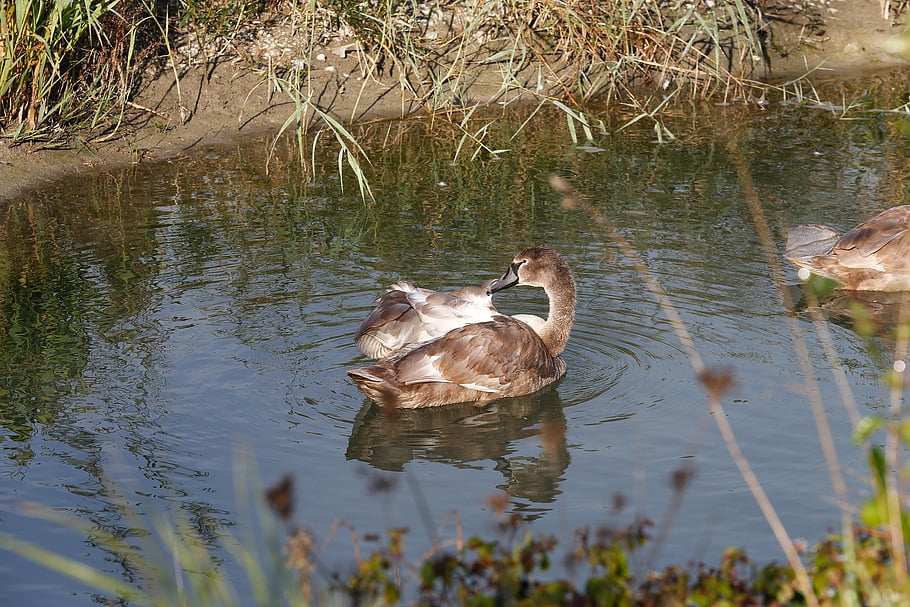 labutě, cygnets, jezero, vodní ptáci, Příroda