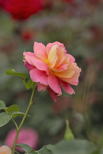 rose, flower, blooming Flower, love, flower Wallpaper, flower Background, valentine's Day, bloom, chinese Rose, beautiful Flowers, rose Flower