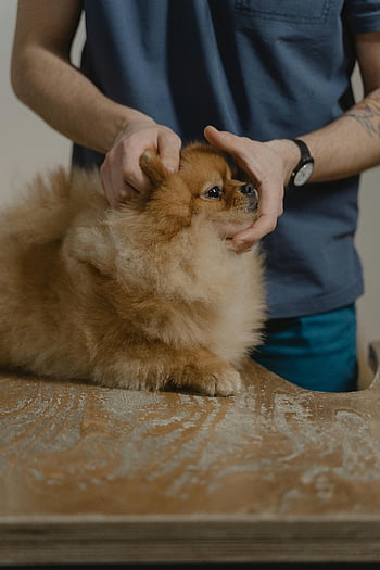 pomeranian, lékařská prohlídka, veterinář, načechraný pes, vnitřní vyšetření, péče o mazlíčky, veterinární klinika, malý pes, zdraví zvířat, vyšetření psa, veterinární prohlídka