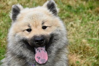 dog, dog Eurasier, doggie, pet, canine, doggy, olaf, dog Olaf, nature, mascot, dog Olafblue