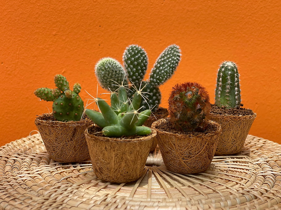 succulente verdi, muro arancione, cactus in vaso, texture spinose, Sfondo arancione brillante, piante colorate, disposizione di cactus, piante d'appartamento, Cactus decorativi, esposizione di succulente, Sfondo arancione
