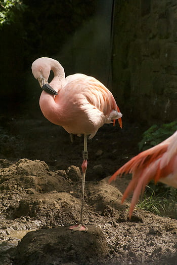 růžový plameňák, zblízka střílel, stojící na jedné noze, Skotská zoo, flamingo peří, růžový pták, zoo zvíře, fotografování divoké zvěře, Flamingo Habitat, fotografování ptáků, Flamingo detail