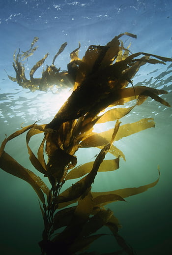 kelp, Mořská řasa, vodní rostliny, řasy, světlo, světelných paprsků, pod vodou, rostlina, voda, moře, oceán