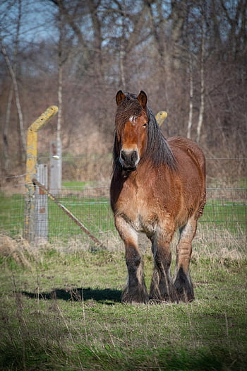 horse, brown Horse, farm Animal, draft Horse, mount, mammal, farm Horse, belgian Horse, equines, nature, horse Background