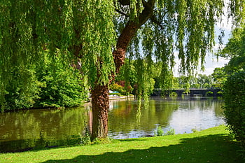 Brugge, flod, parkere, belgien, maleriske, sø, træer, natur, Europa, bro, gammel