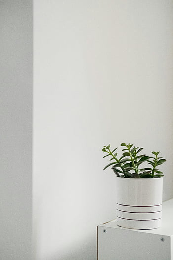 grön planta, keramisk kruka, vita väggar, minimalistisk inomhusväxt, vit keramisk kruka, vit bakgrund, heminredning, inomhusväxtdekor, vita potten, minimalistisk inredning, vita väggar dekor