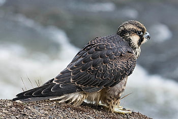 kuş, ornitoloji, yaban hayatı, açık havada, tüyler, doğa, falco peregrinus, raptor, yırtıcı kuş, Alaca şahin, kadın