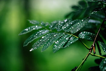 tree, branch, branches Rainfall, nature, droplets, nature Rainfall, water On Leaf, wet
