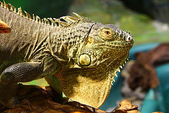 iguana, iguana Iguana, lizard, reptile, animal, nature, terrarium, bastards, exotic