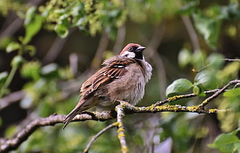 Vrabec, sperling, pták, Ptáček, peří, Příroda, pěvec, zvíře