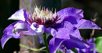 bunga, clematis, kelopak, tanaman pemanjat, mekar, berkembang, flora, alam