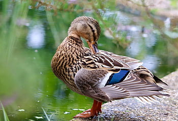 duck, mallard, lake, water Bird, bird, wildlife, nature, animal
