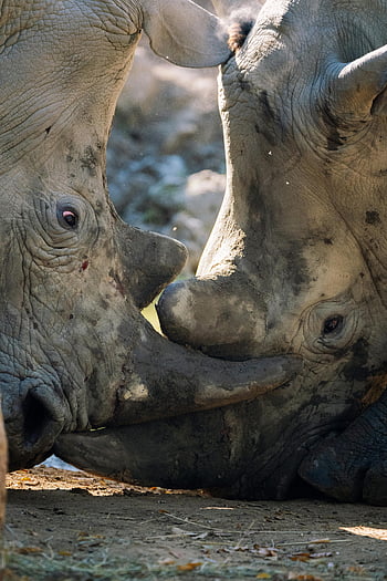 灰色のサイ、 野生動物との交流、 サイを顔に合わせます、 力、 サイ、 野生動物、 動物の相互作用、 自然、 野生動物の写真、 サイの角、 Rhinocerosクローズアップ