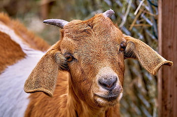goat, horns, cub, eyes, cattle, farm Yard, domestic Animal, agriculture, portrait