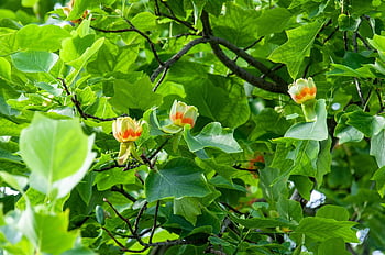fa, tulipwood, tulipánfa, tulipán nyár, növény, virágokat, természet