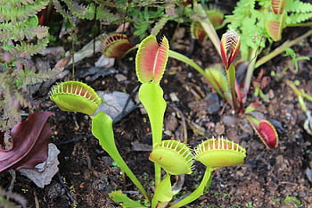 venus Flytrap, plant, nature, carnivore, carnivorous Plant, wild Plant, flora, closeup
