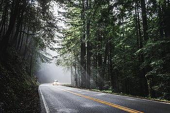 car, sunlight, forest, road, street, avenue, trees, car Wallpapers, woods, woodlands, drive