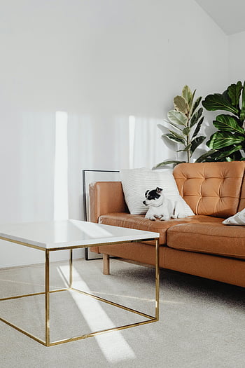 dog on couch, contemporary living room, modern living room, stylish sofa, cozy interior, design inspiration, living room interior, modern furniture, living room decor, indoor plants, living room design